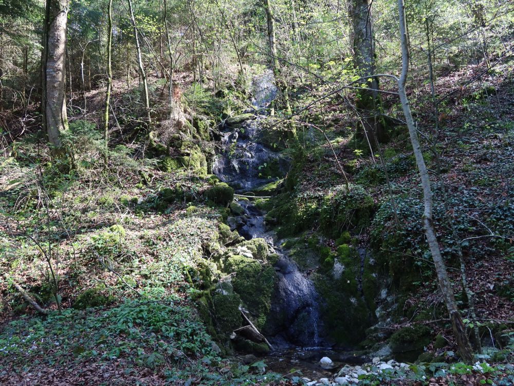 Zufluss zum Kobelwiserbach