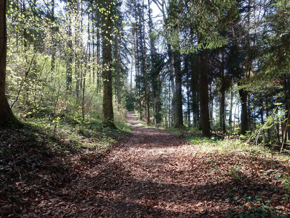 Waldweg im Hinterries