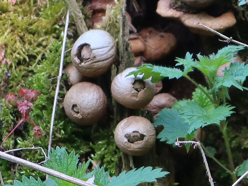 Pilze (Stäublinge)