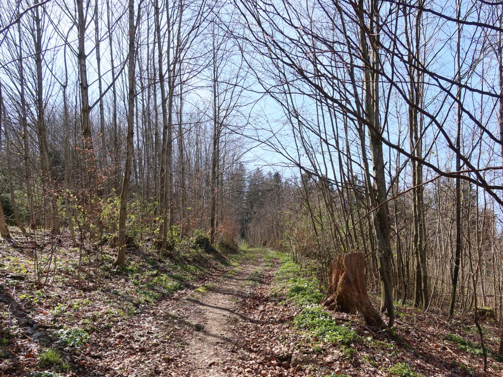 Weg am Kienberg
