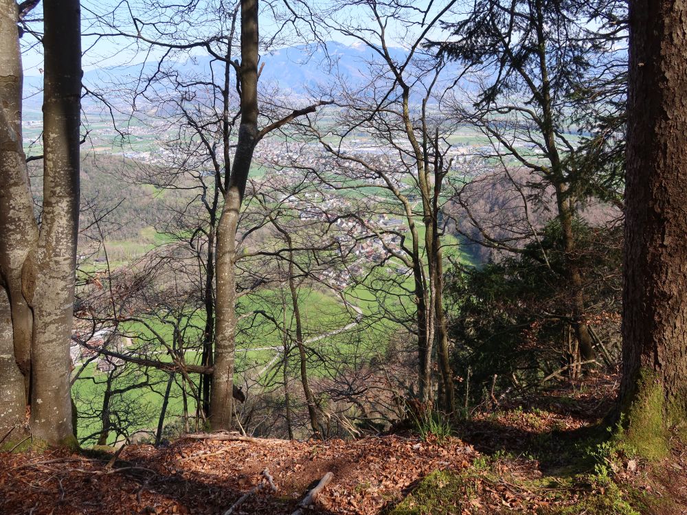 Blick durch die Bäume