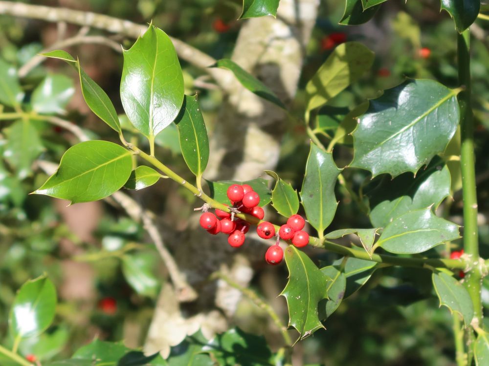 Stechpalme mit Beeren