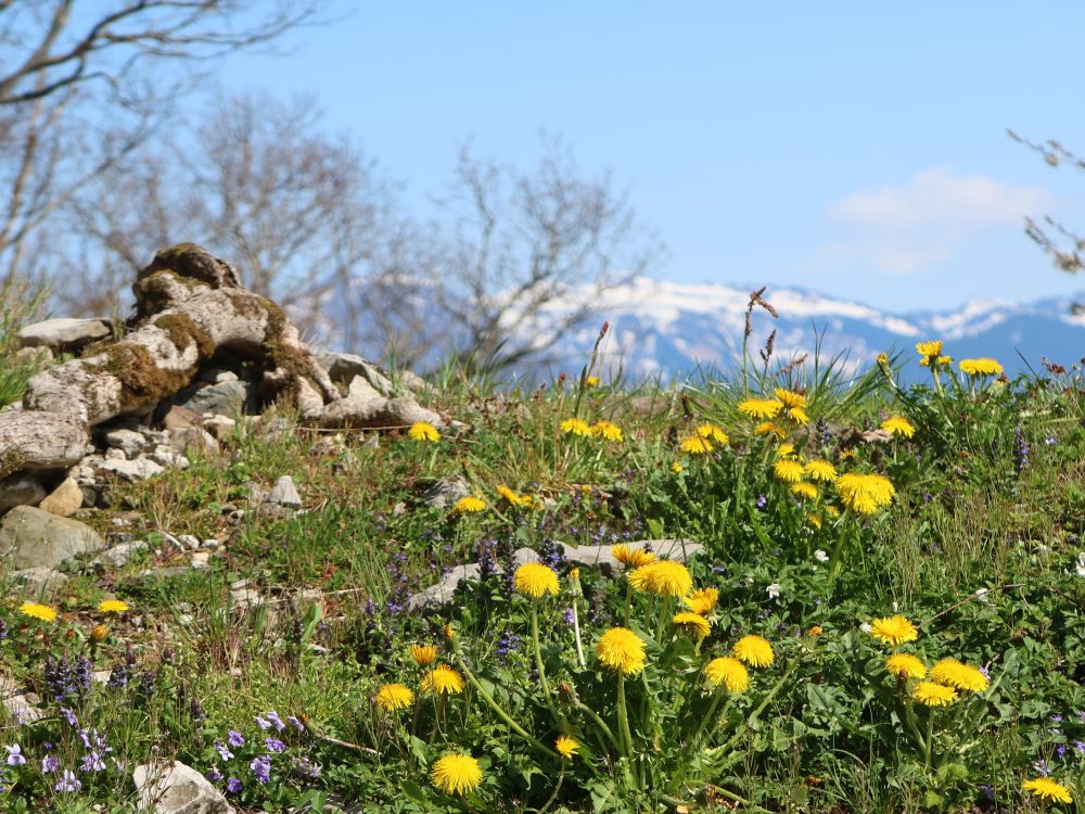 Löwenzahn und Alpen