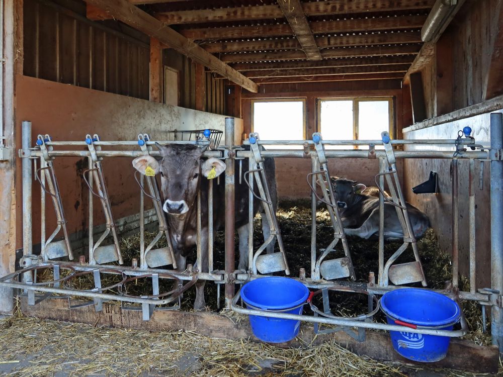 Kühe im Stall