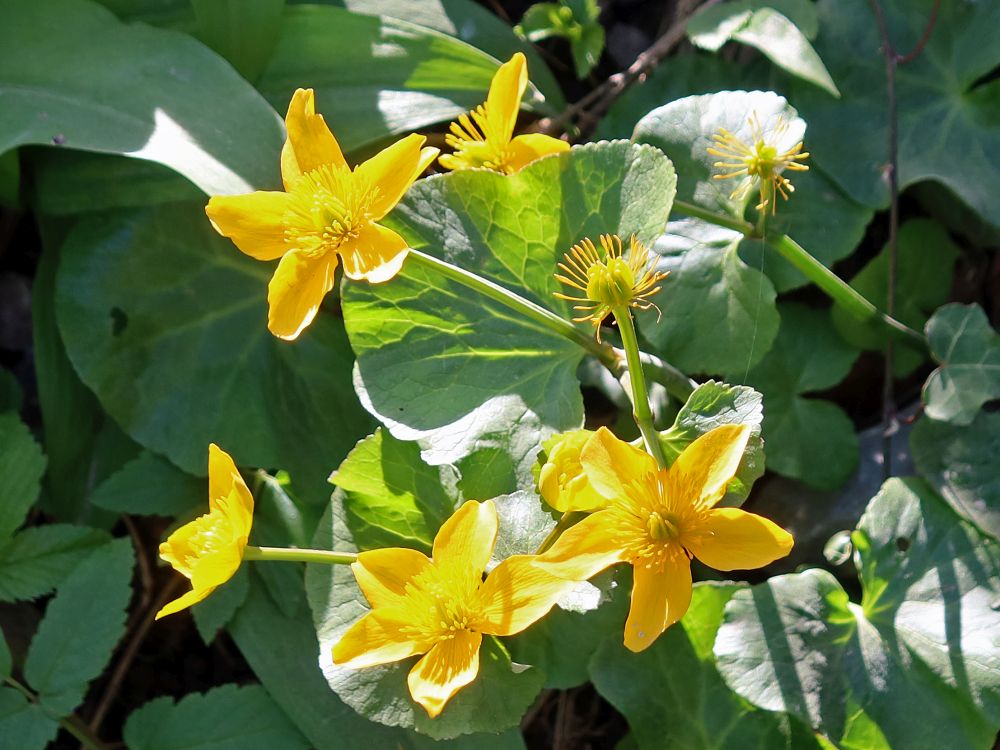 Sumpfdotterblume