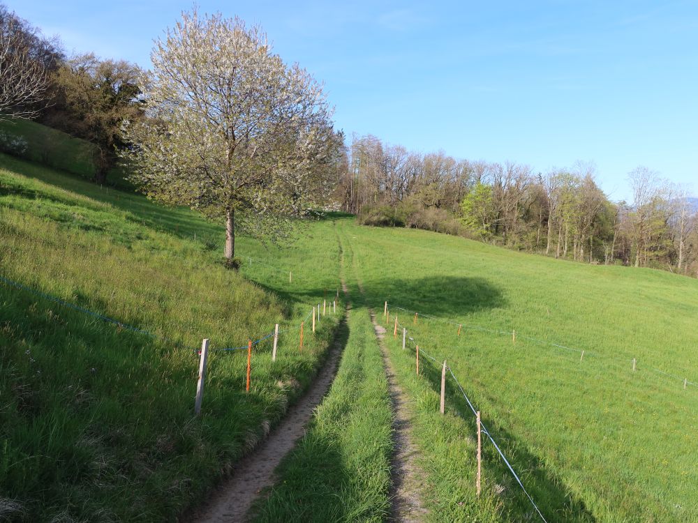 Weg am Semelenberg