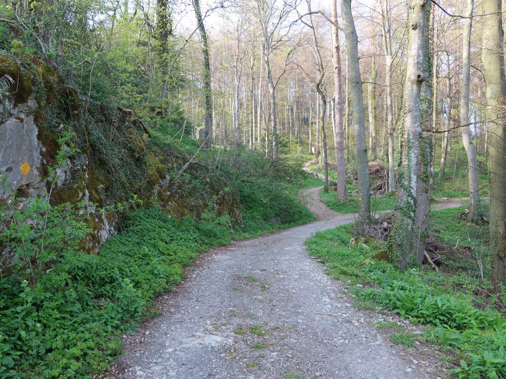 Waldweg am Semelenberg