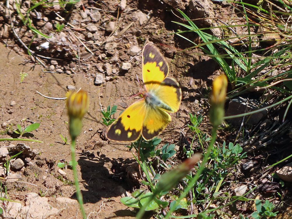Schmetterling Postillon