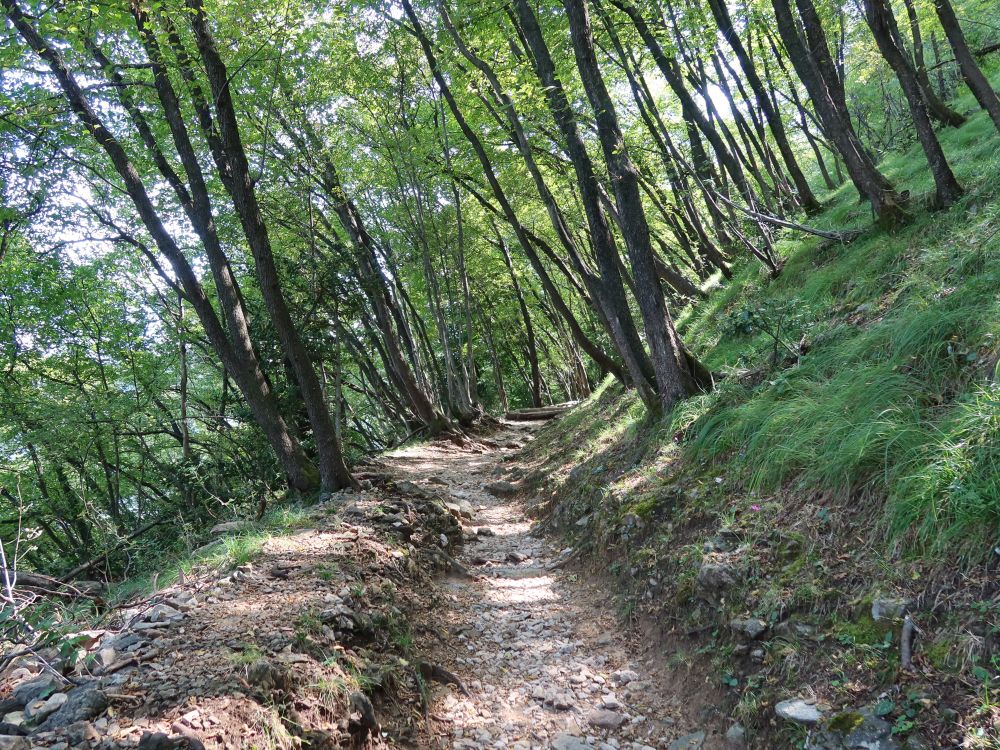 Bergpfad am Monte San Salvatore