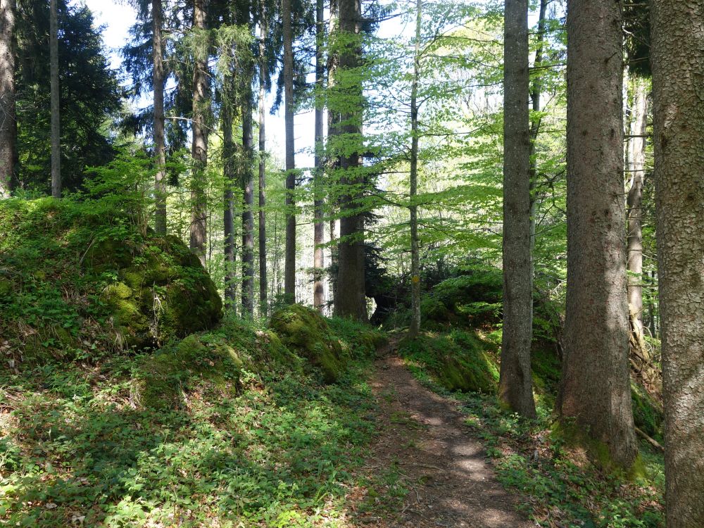Waldpfad