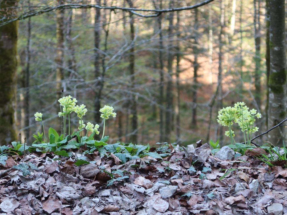 Schlüsselblumen