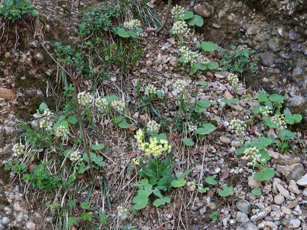 Schlüsselblumen zwischen Pestwurz