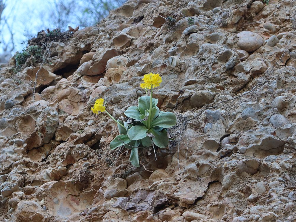 Schlüsselblumen im Nagelfluh