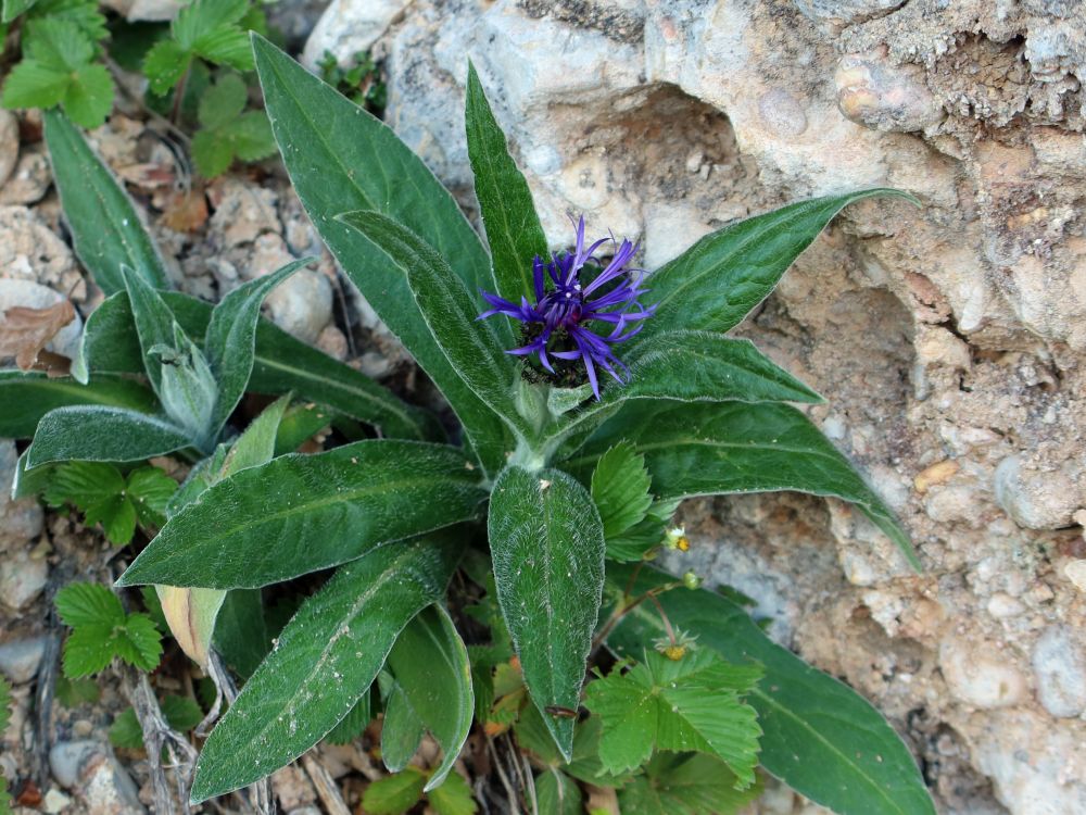 Flockenblume