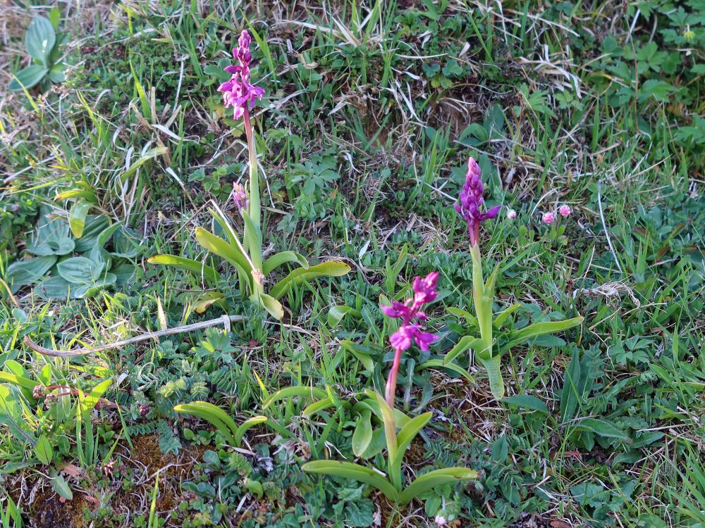 Orchideen