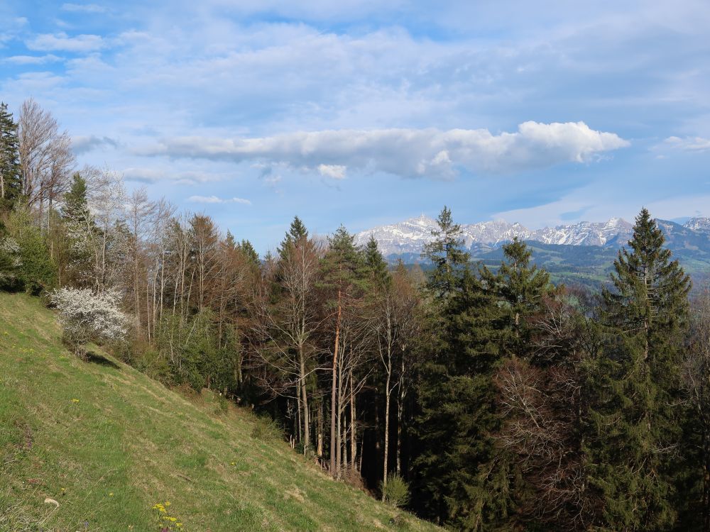 Blick Richtung Säntis