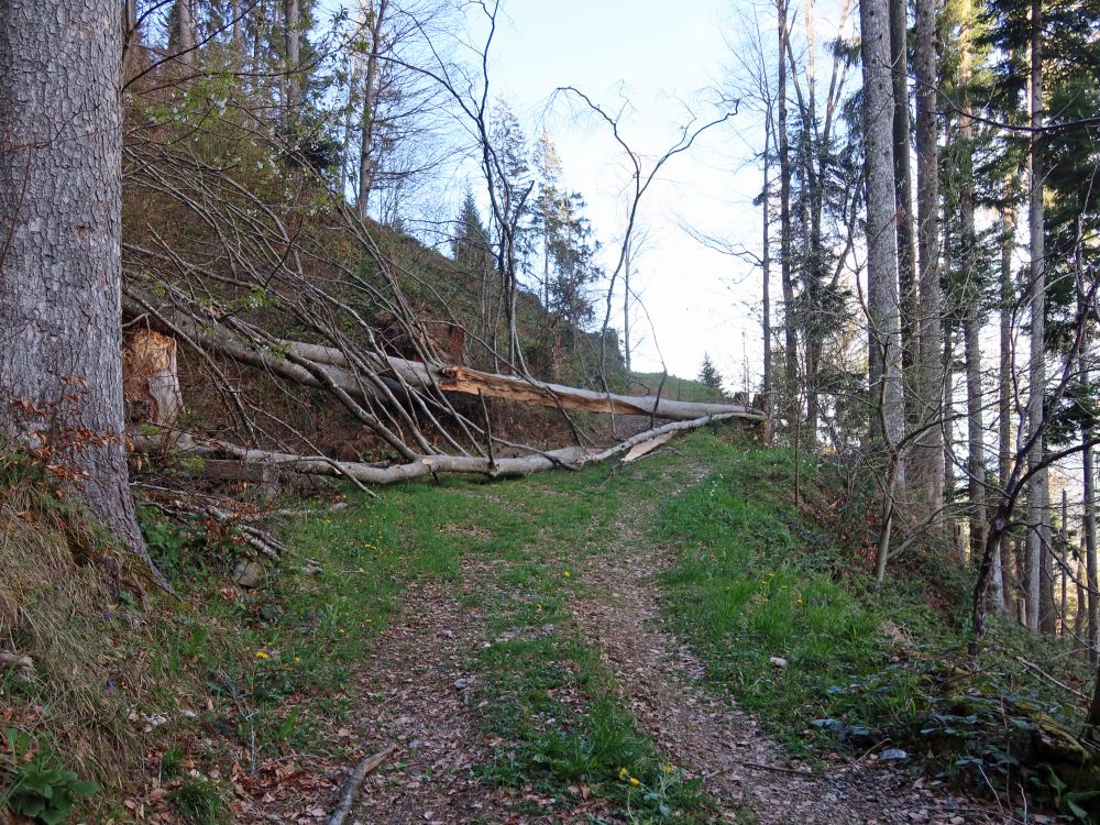 gespaltener Baumstamm