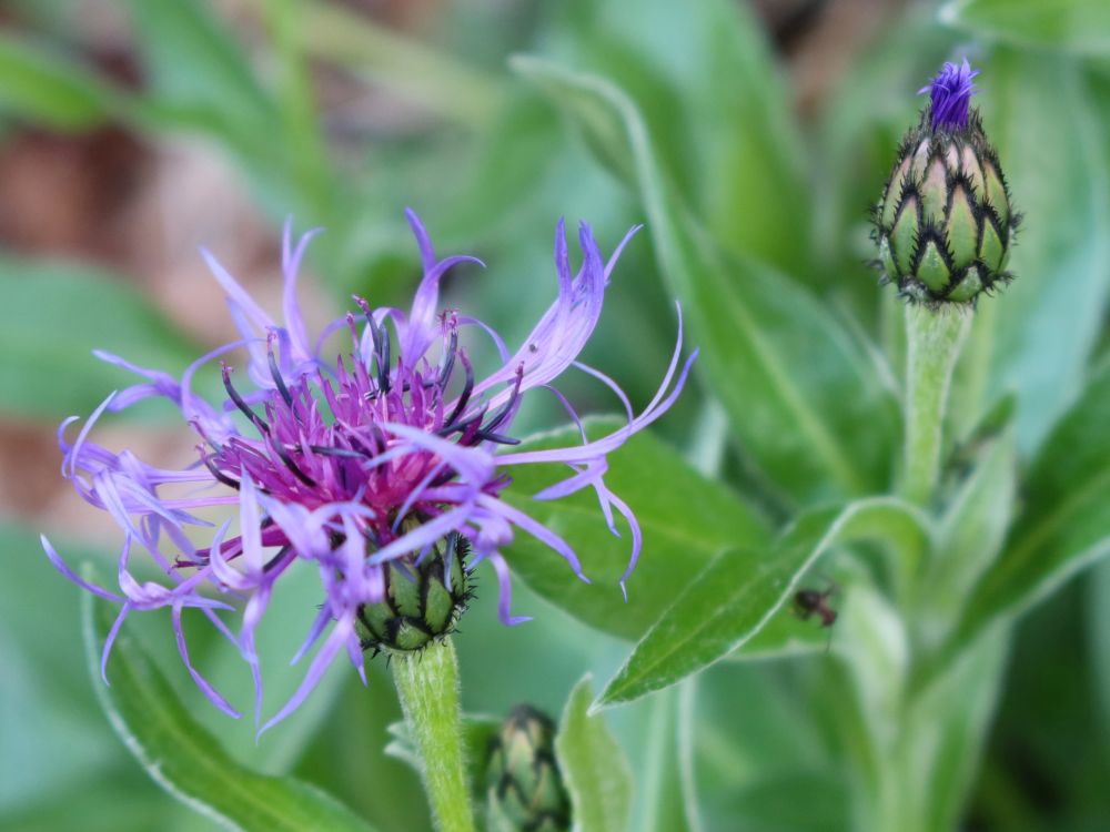 Flockenblume