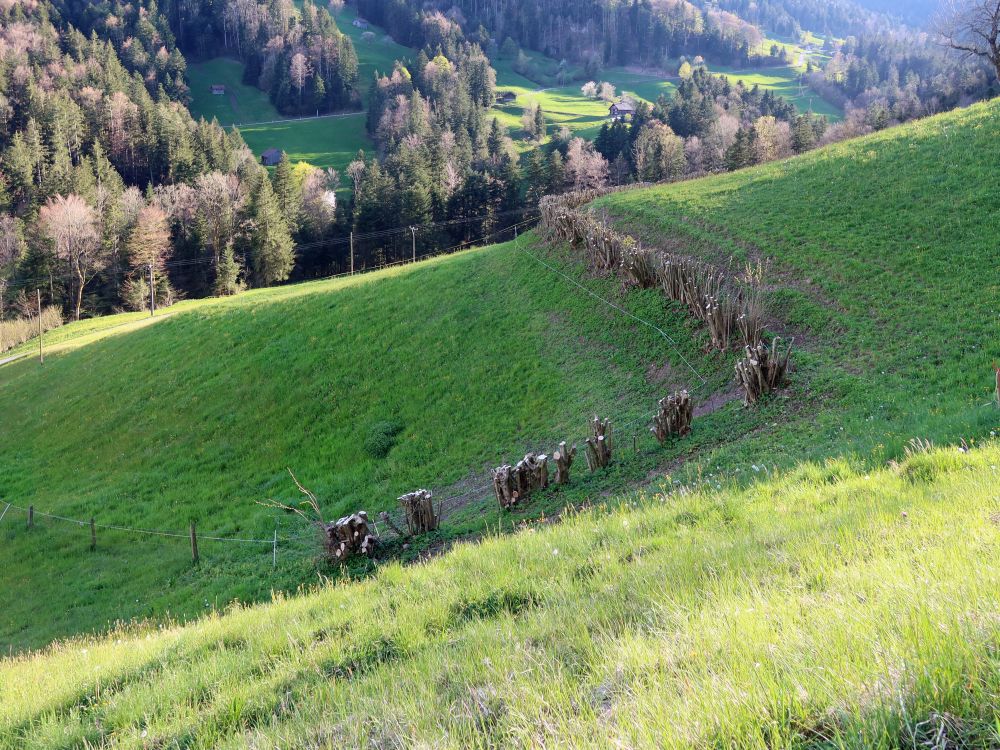 gestutzter Zaun