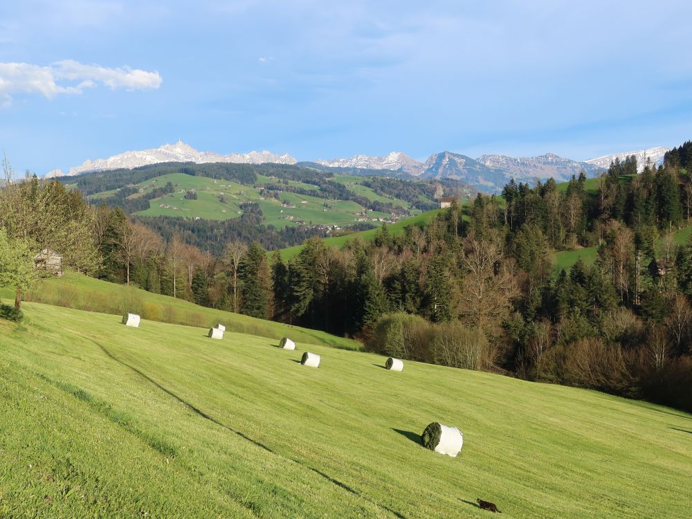 Heuernte und Säntisblick