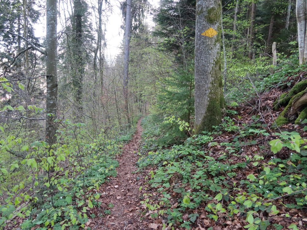 Waldpfad untern Chapf
