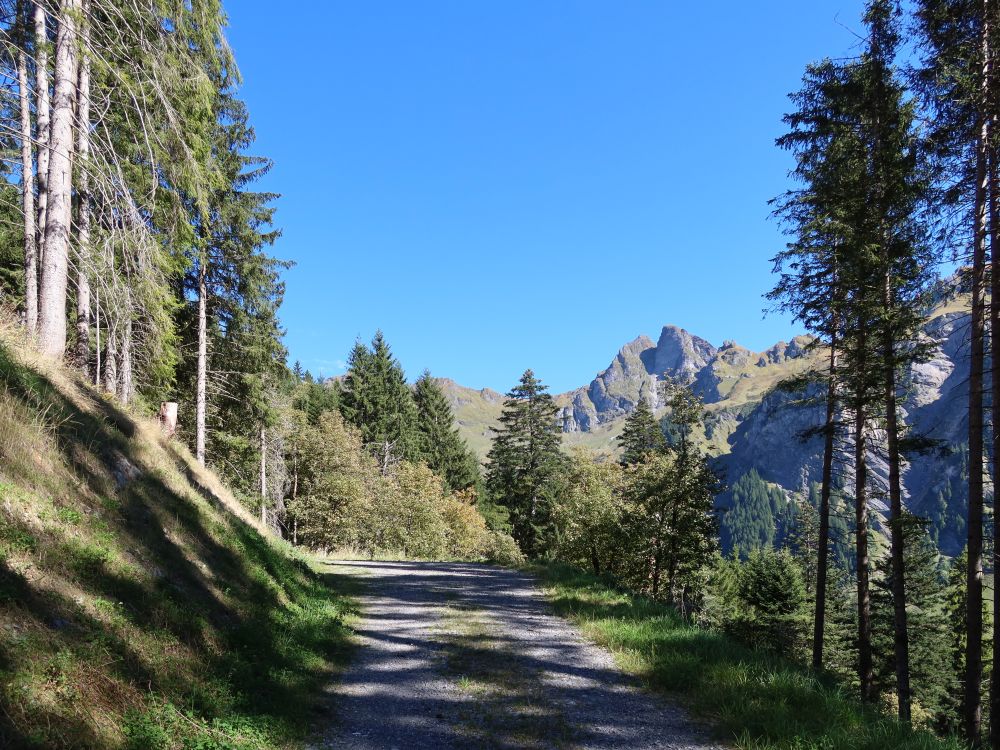 Forstweg mit Risentenhoren