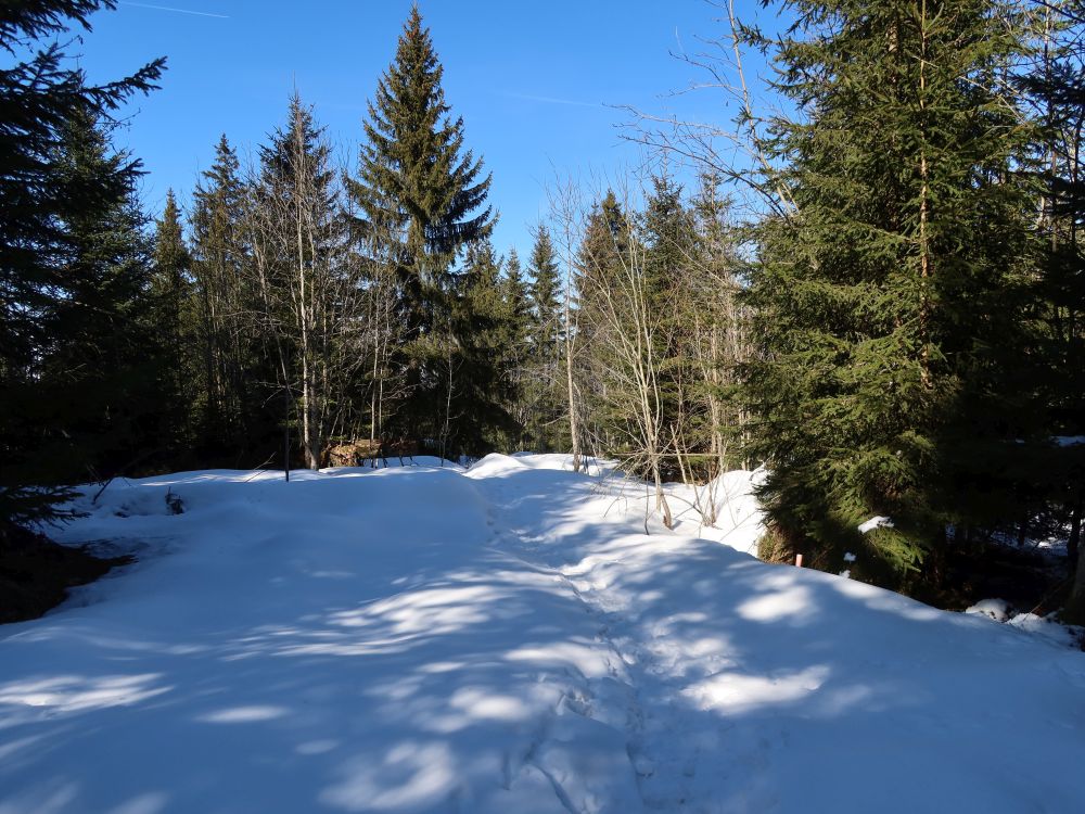 Schneereste im Wald