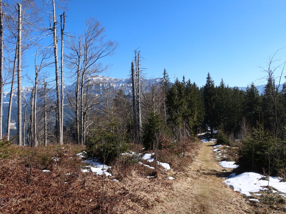 Pfad zwischen Wissenegg und Alpiliegg
