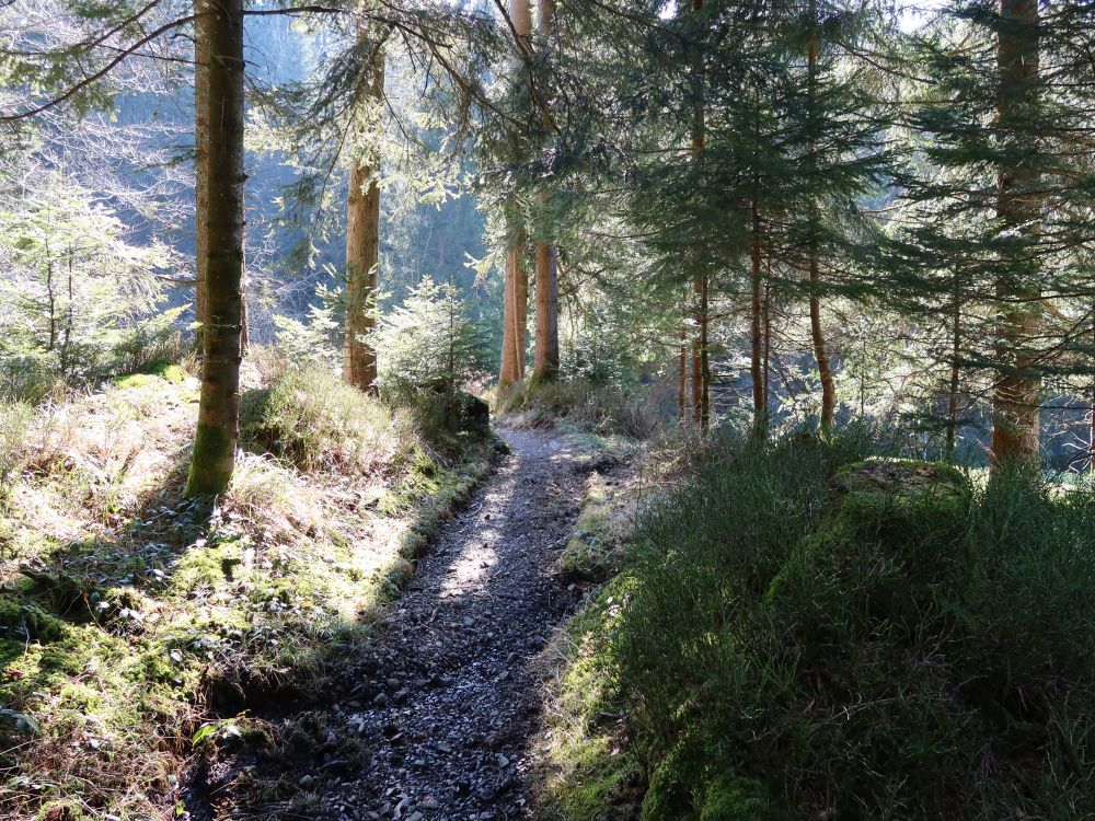Waldweg