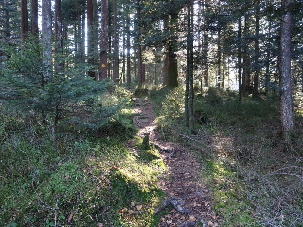 Waldpfad