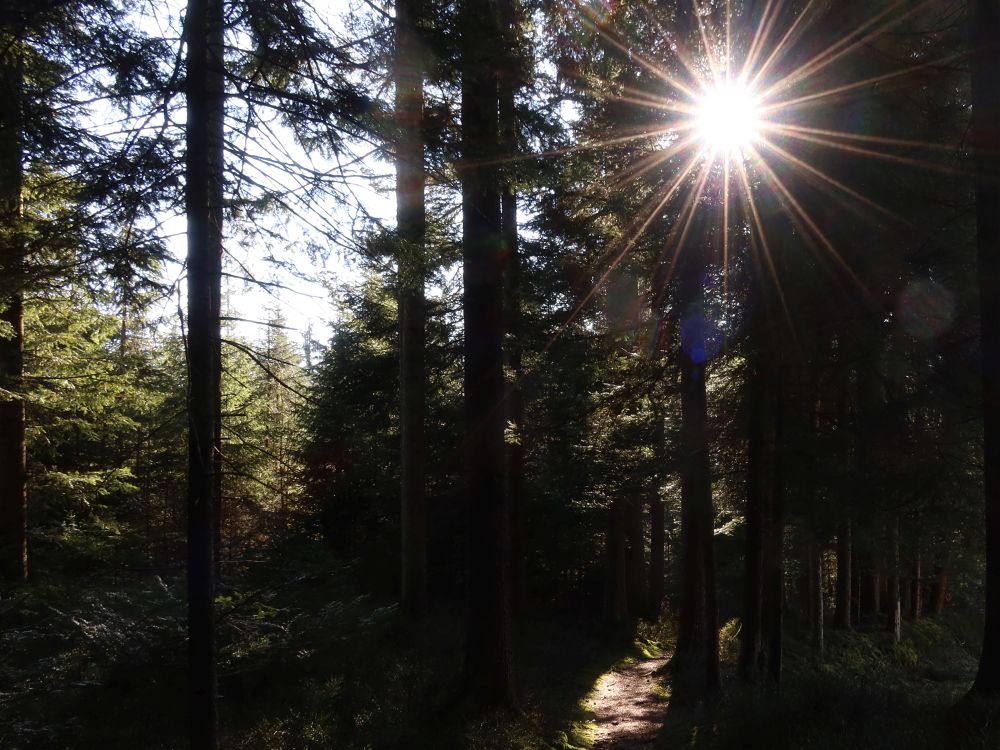 Sonne zwischen den Bäumen