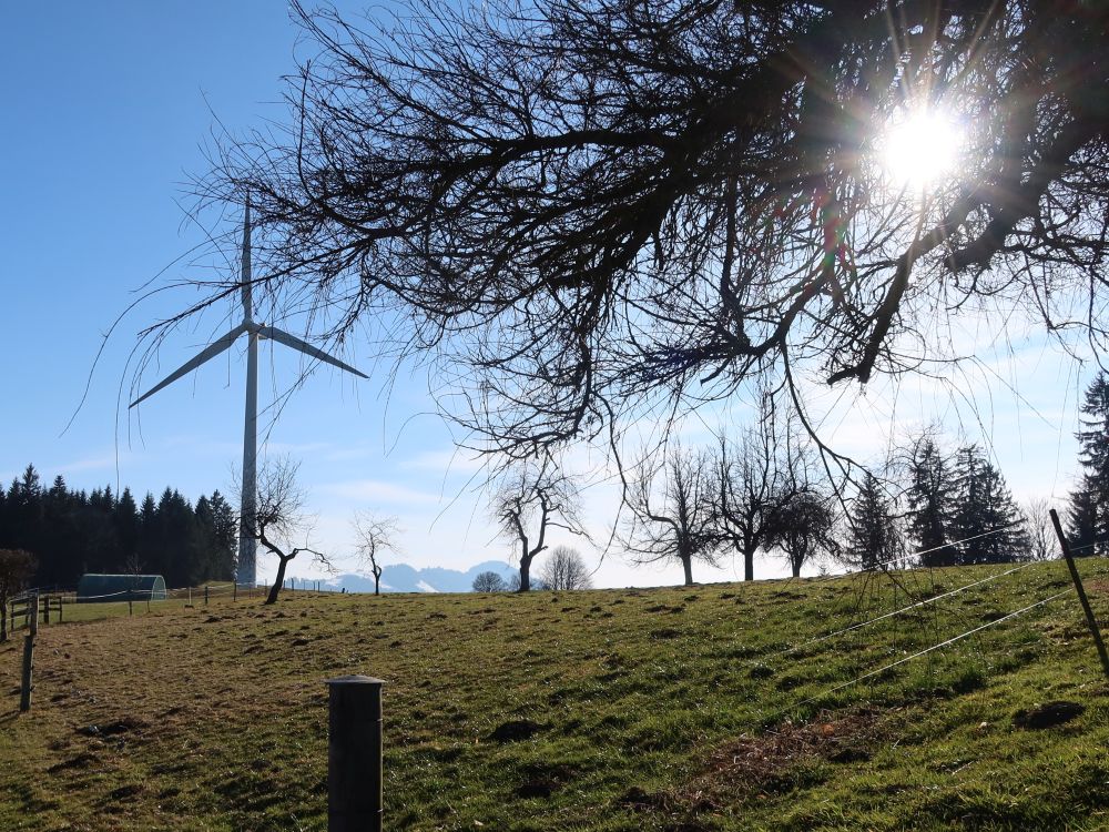 Windrad Feldmoos und Gegenlicht