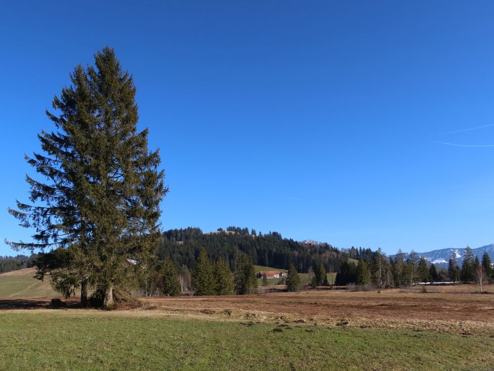 Baum am Mettelimoos