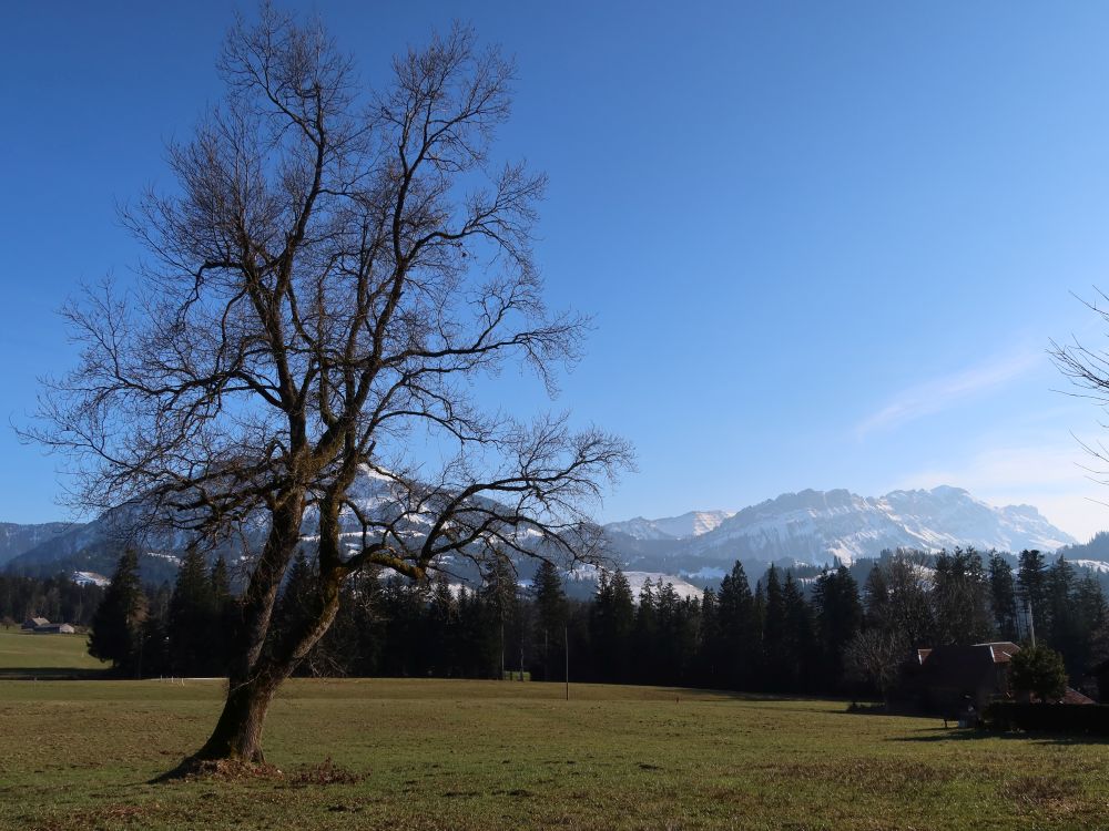 kahle Baum und Schafmatt