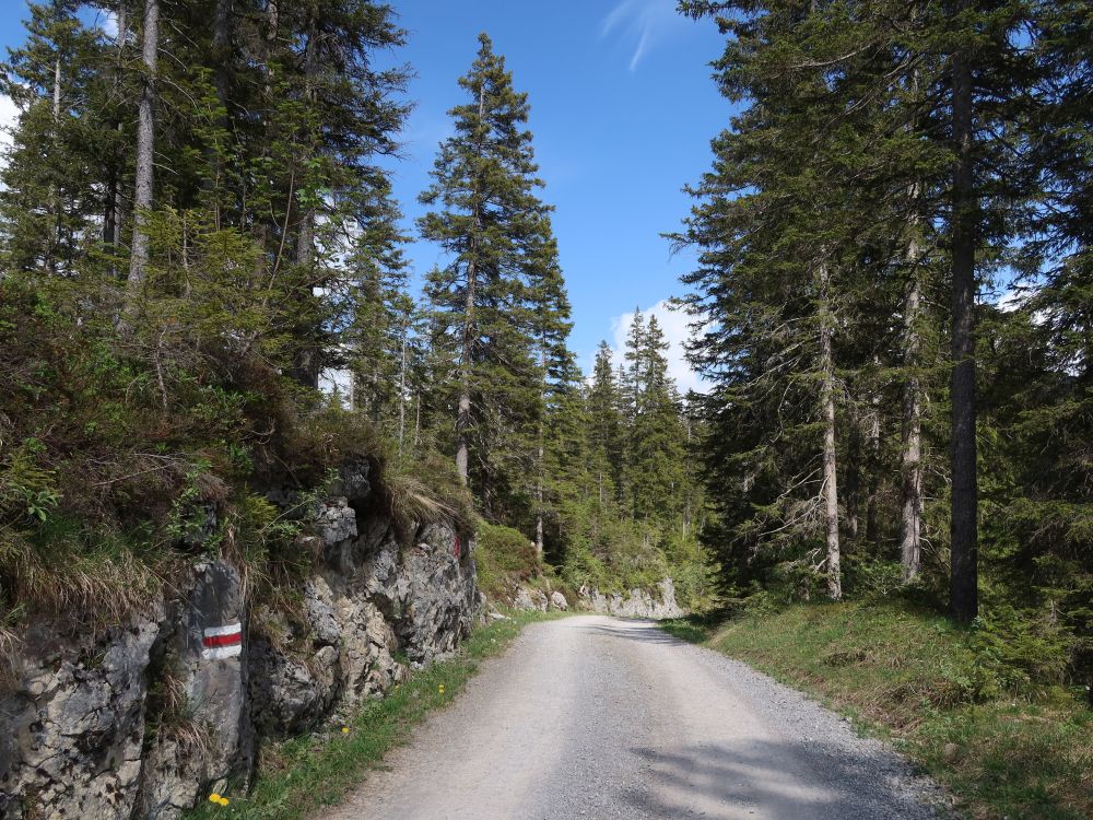 Weg im Bödmerenwald