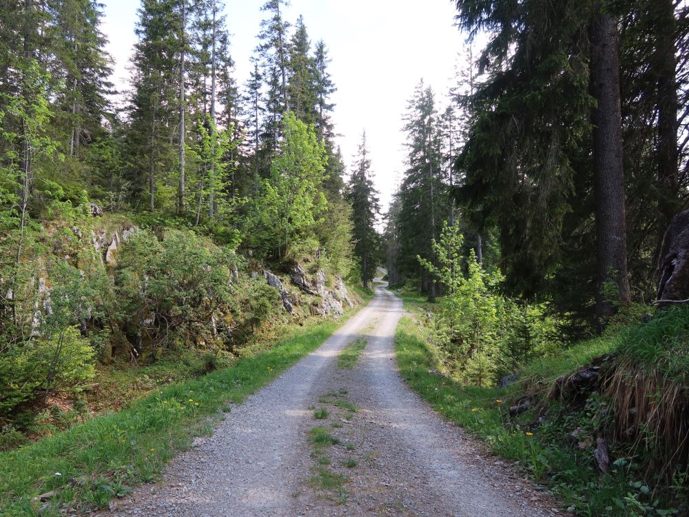 Weg im Bödmerenwald