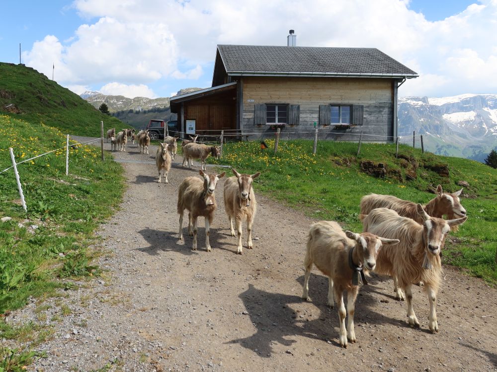 Ziegen bei Ober Saum