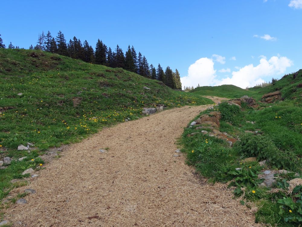 Holzweg bei Ober Saum