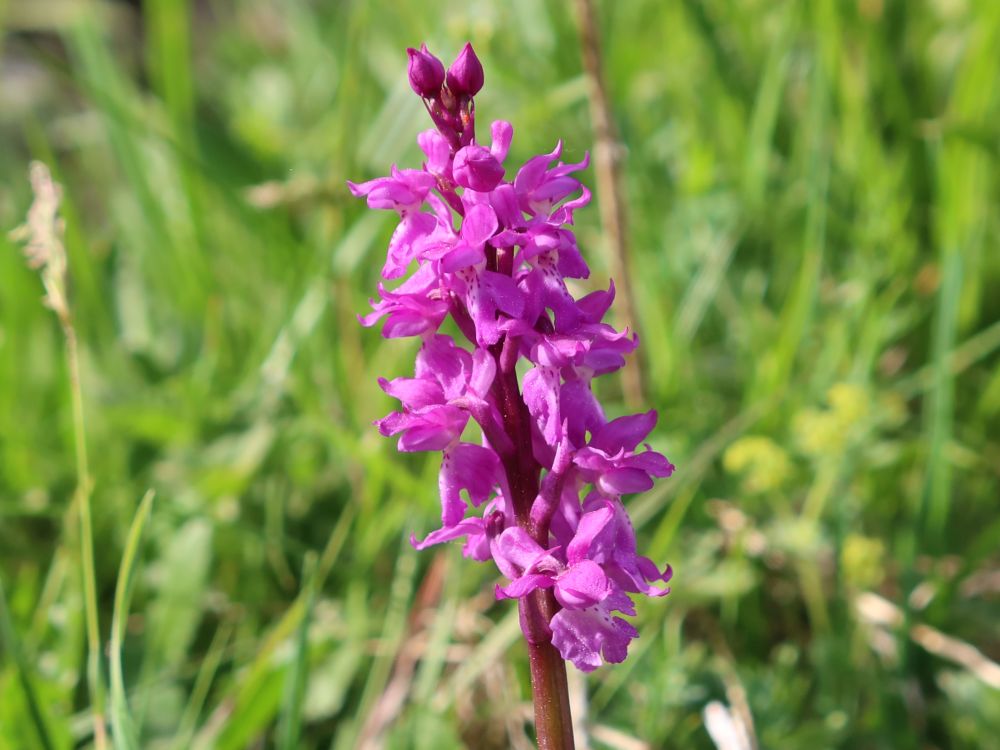 Orchidee