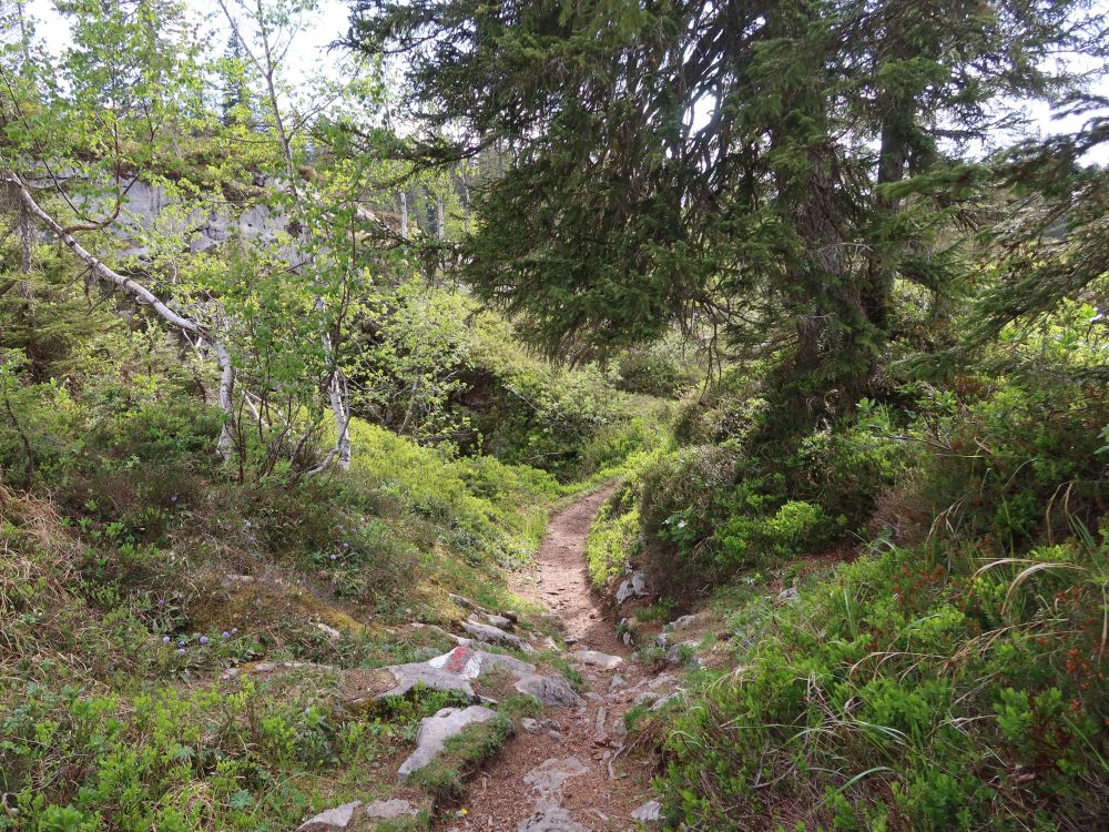 Bergpfad