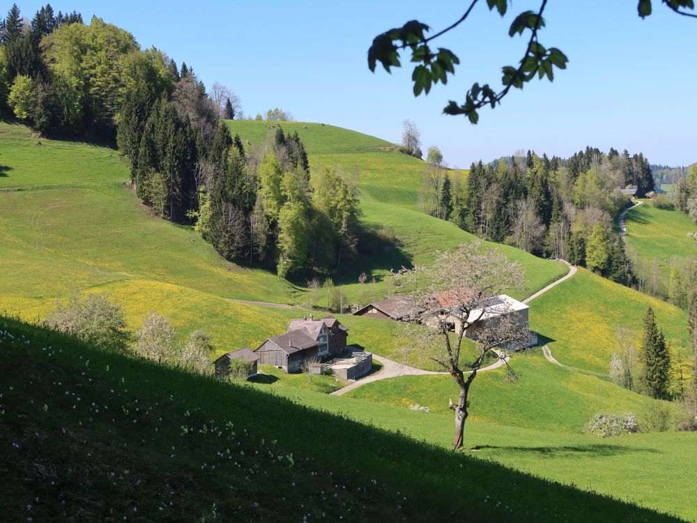 Schönengrund