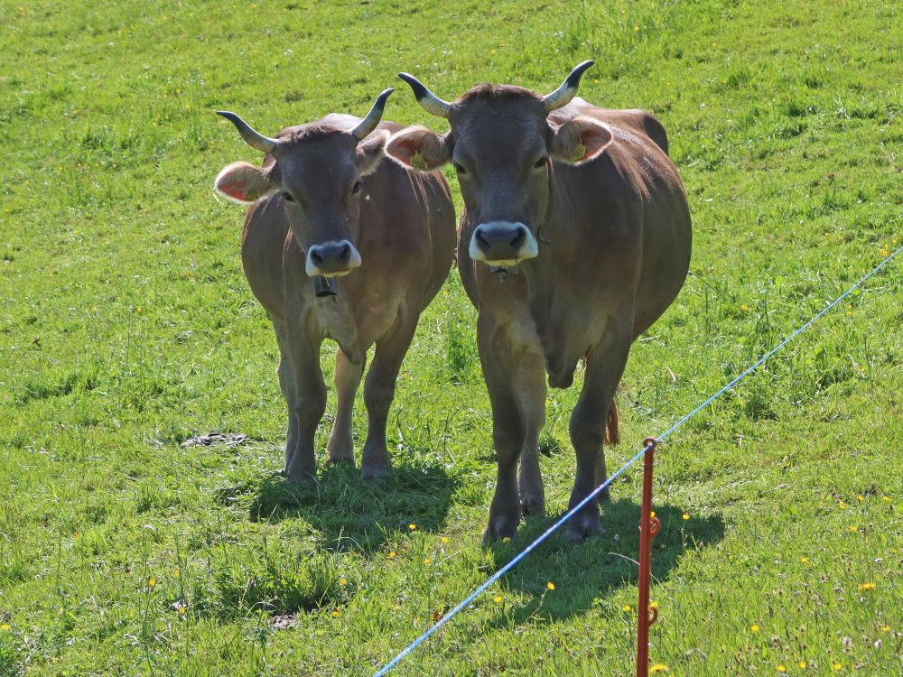 neugierige Kühe