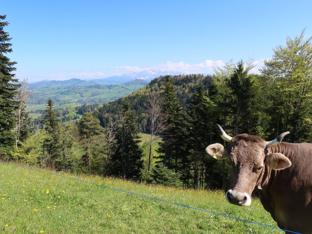 Kuh mit Alpstein