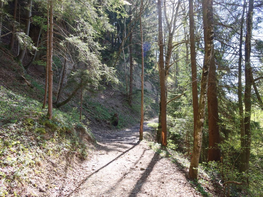 Waldweg