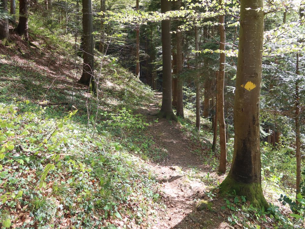 Waldpfad