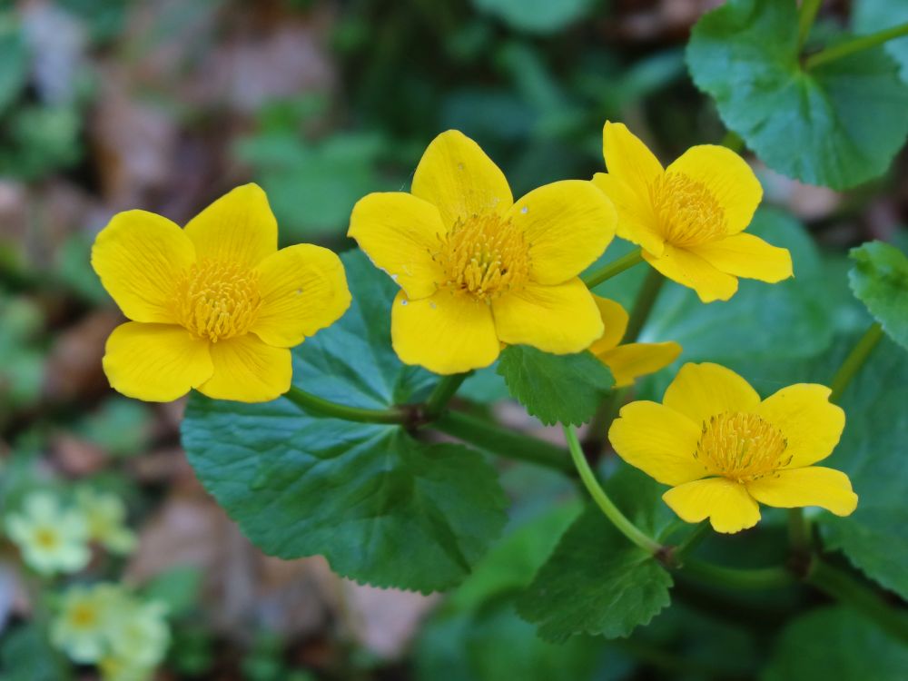 Sumpfdotterblumen