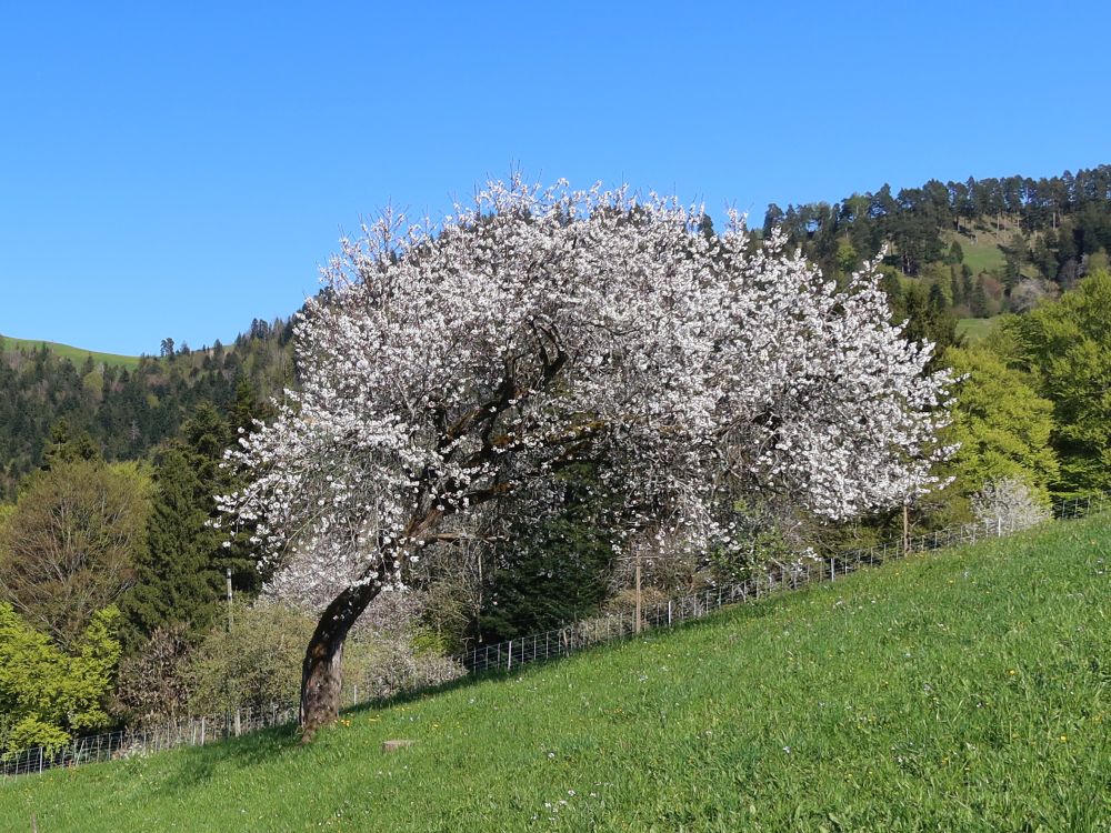 blühender Baum