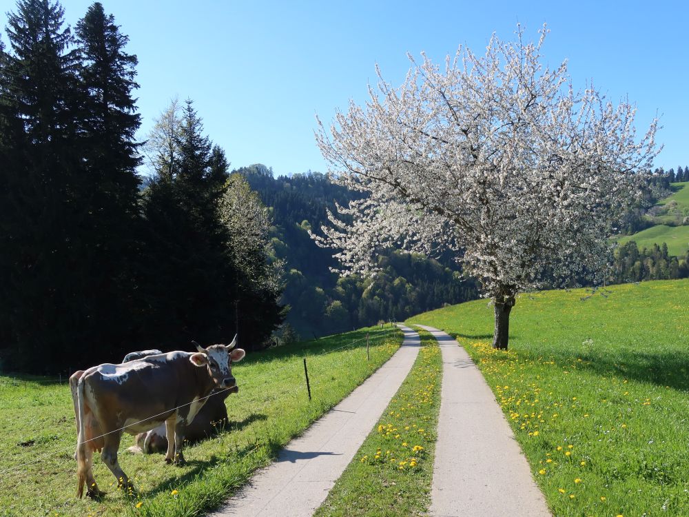 Kühe und blühender Baum