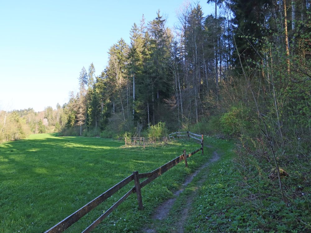 Pfad am Waldrand