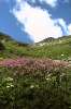 Flora am Weg zum Spuller Schafberg